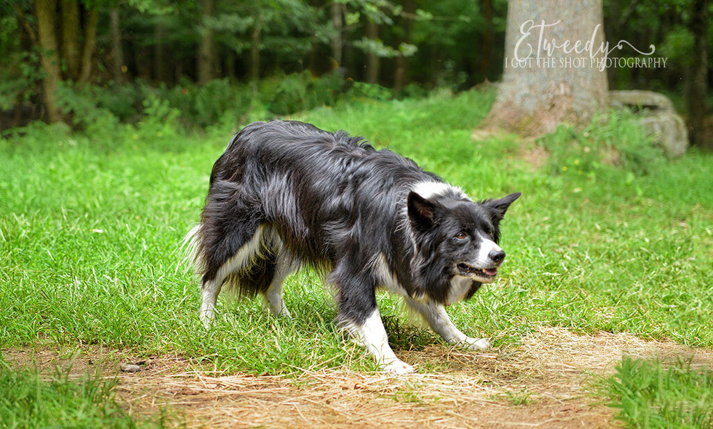 Perros de granja: los mejores compañeros del mundo rural