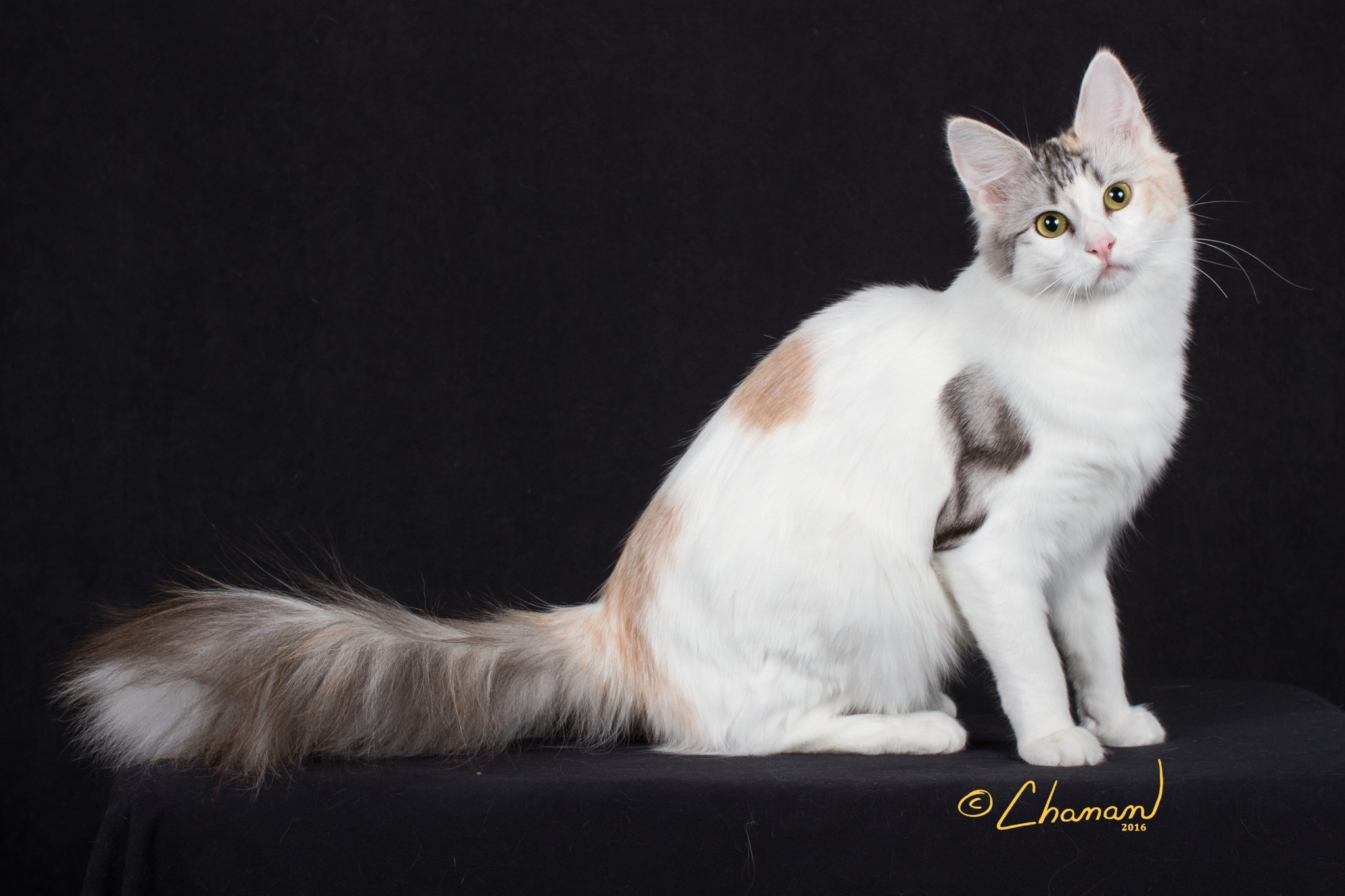 Angora Turco