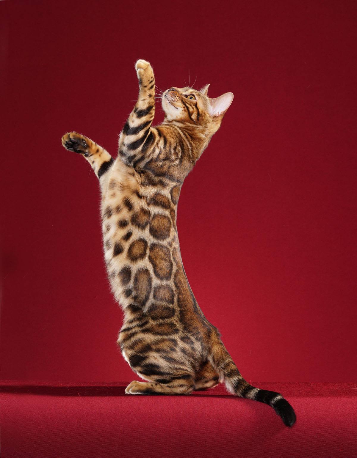 Bengalí
