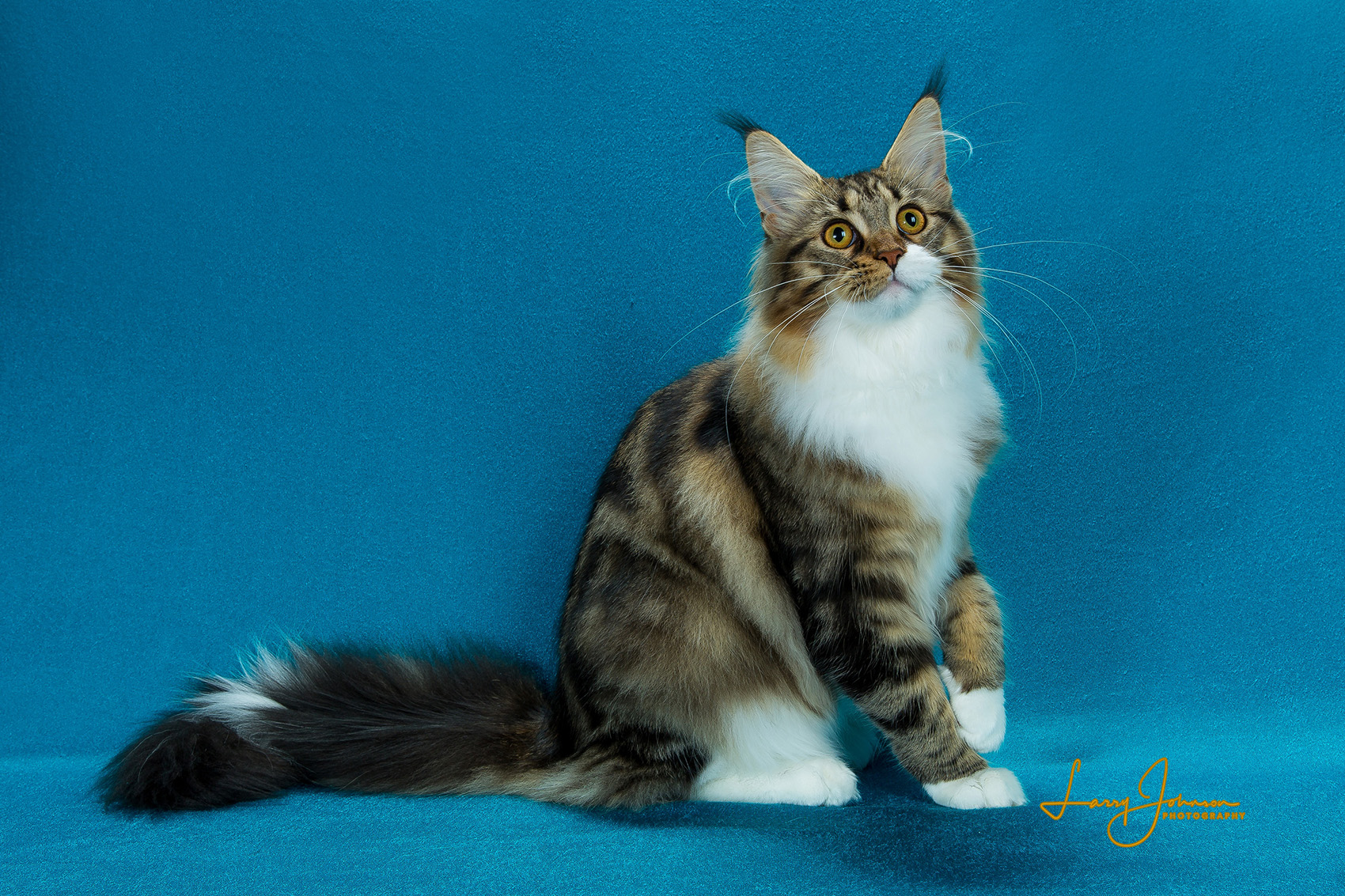 Maine Coon