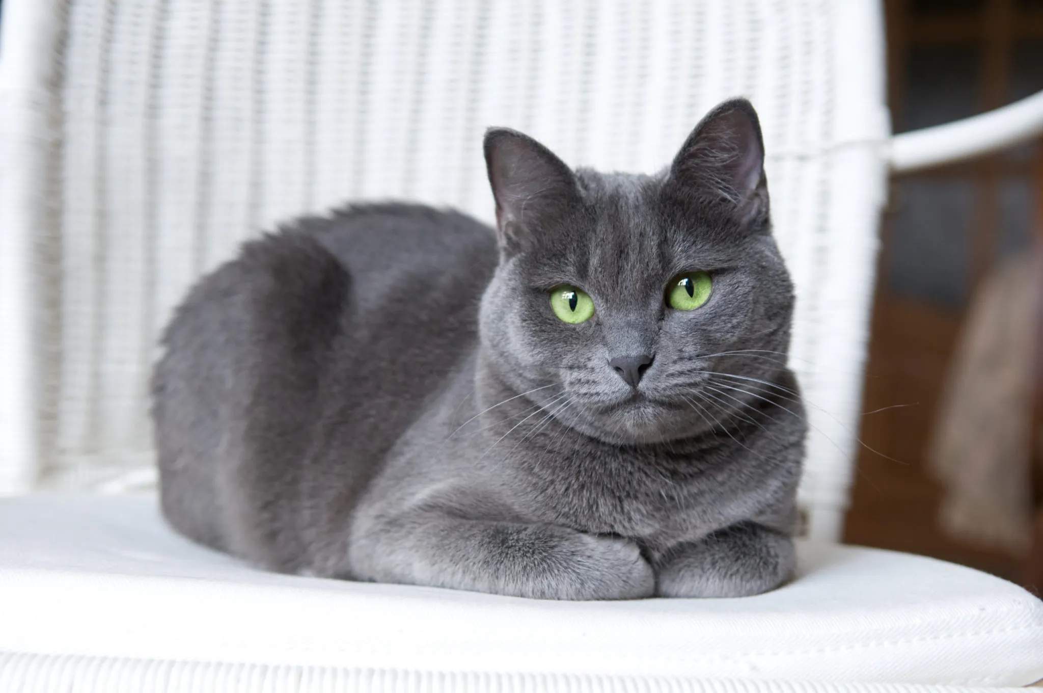 Ruso Azul