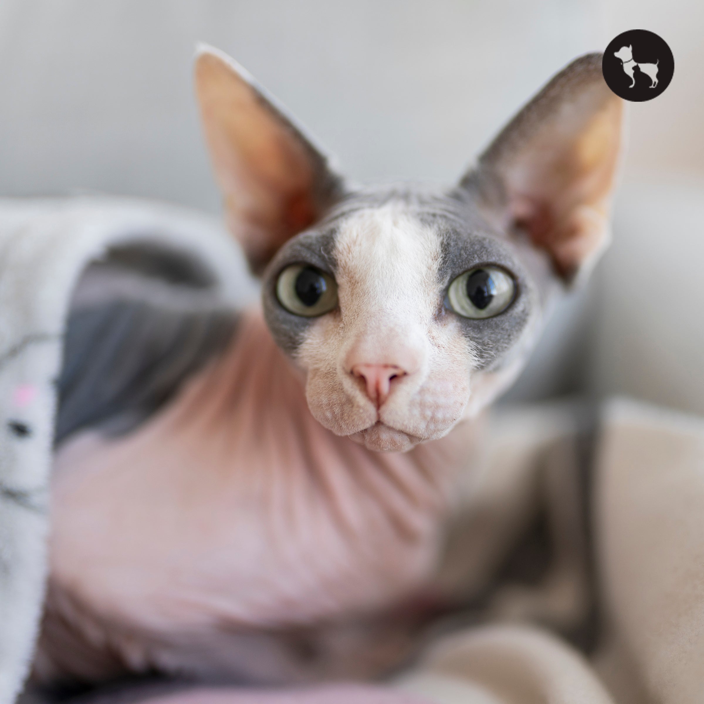 Sphynx