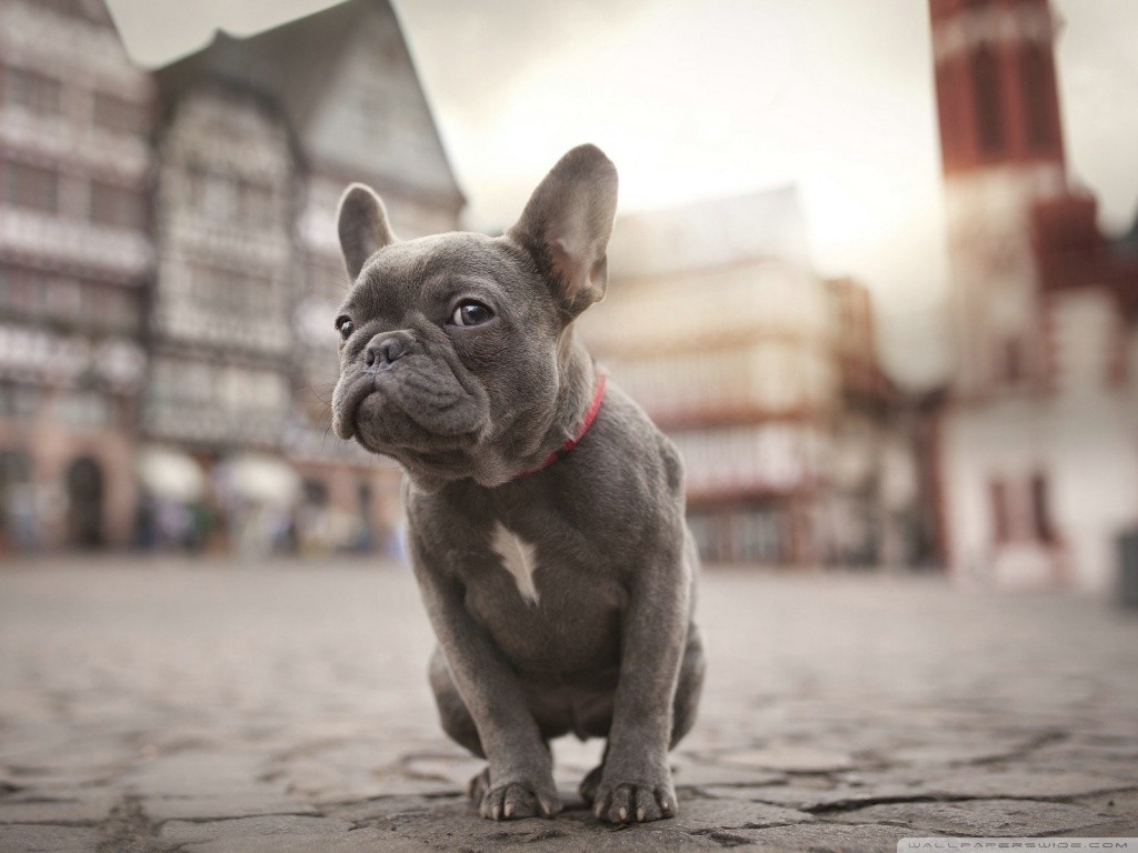 Bulldog Francés