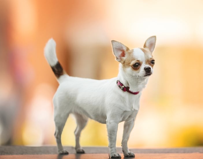 Chihuahua