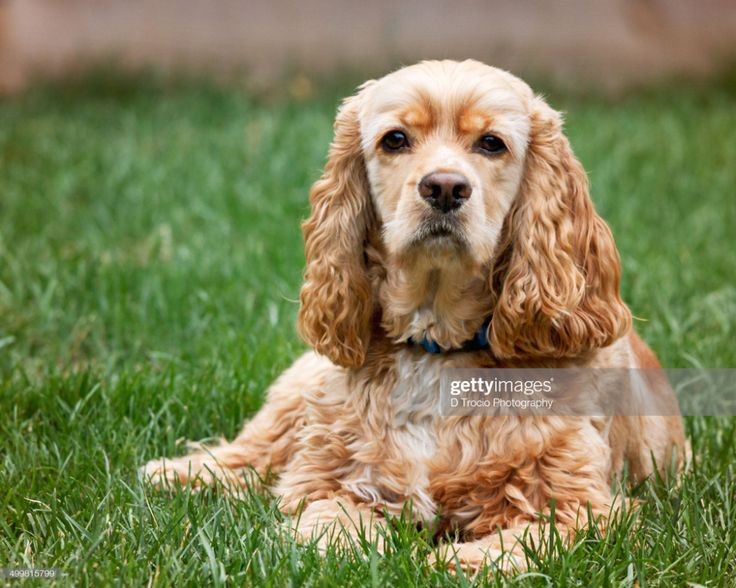 Cocker Spaniel