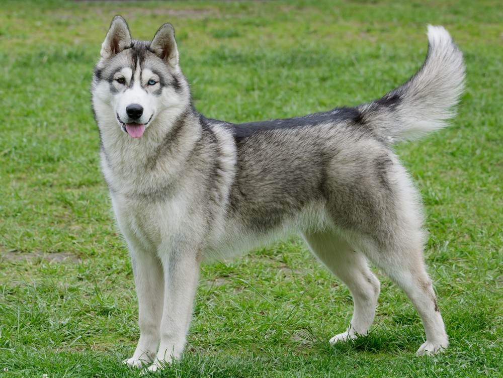 Husky Siberiano