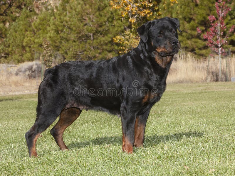 Rottweiler